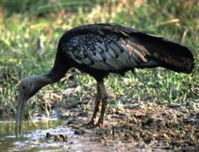 giant-ibis
