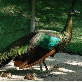 【シェムリアップ】絶滅危惧種のマクジャク、繁殖に成功