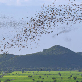 【環境】カンボジア、洞窟管理の指針を発表