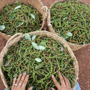 【カンポット】世界初のEU認定コショウ、2025年に112トン輸出