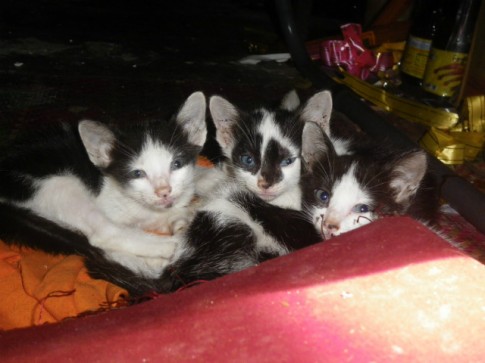Cats
