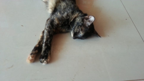 2016-04-06 12.53.33.jpg猫5