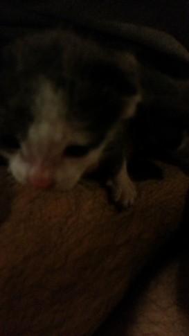 2016-04-05 21.34.30.jpg猫4
