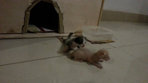 2016-04-06 21.21.09.jpg猫3