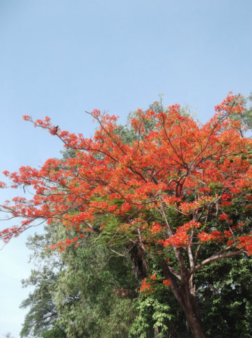 DSCF2406