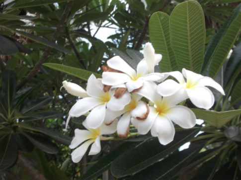 DSCF2423