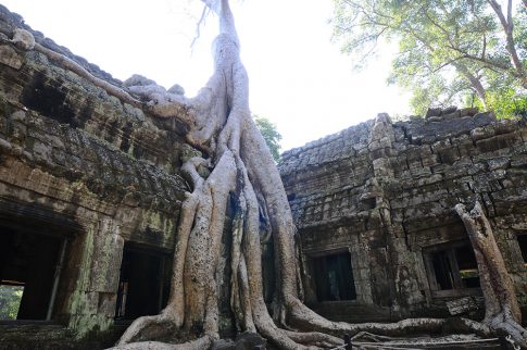 Ta Prohm  2011DEC (45)
