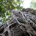 ta-prohm-2011dec-116_640