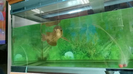 「お？金持ってんのか？お？」