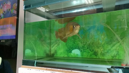 いかにもな高級魚が泳いでいます